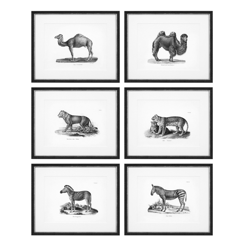 Комплект постеров Eichholtz Prints Historical Animals set of 6 Черный Черно-белый в Перми | Loft Concept 