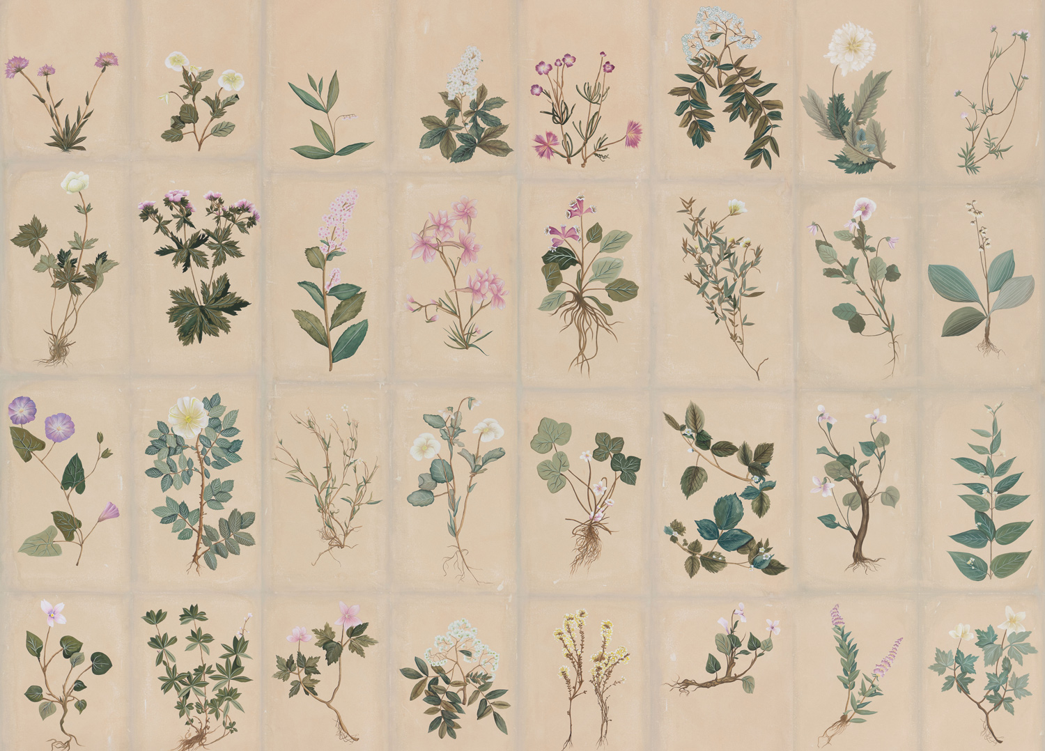 Обои ручная роспись Botanical Studies Cutter colourway Обои ручная роспись Botanical Studies Cutter colourway - постер Loft-Concept в Перми