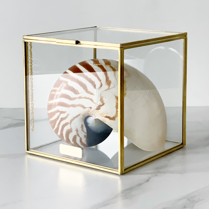 Статуэтка Nautilus Pompilius Glass Box M  в Перми | Loft Concept 