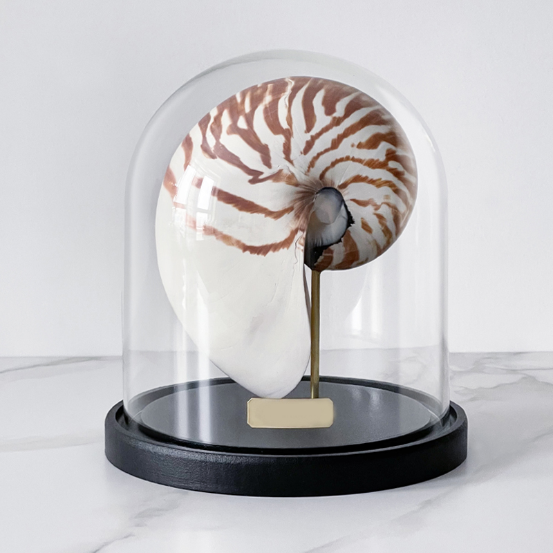 Статуэтка Nautilus Pompilius Glass Cloche  в Перми | Loft Concept 