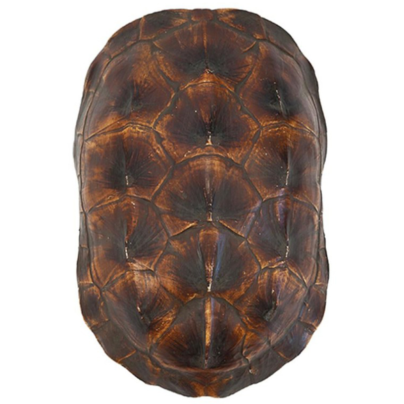 Аксессуар Turtle Shell Natural Brown Коричневый в Перми | Loft Concept 