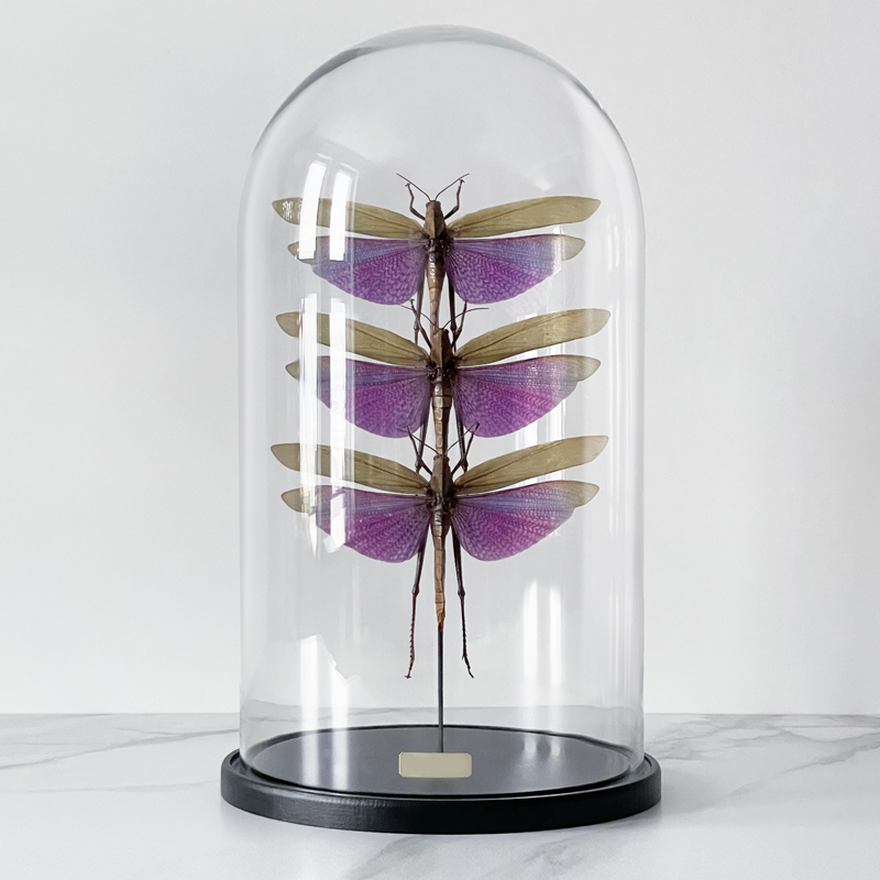 Статуэтка 3 Grasshoppers Titanacris Albipes Glass Cloche  в Перми | Loft Concept 