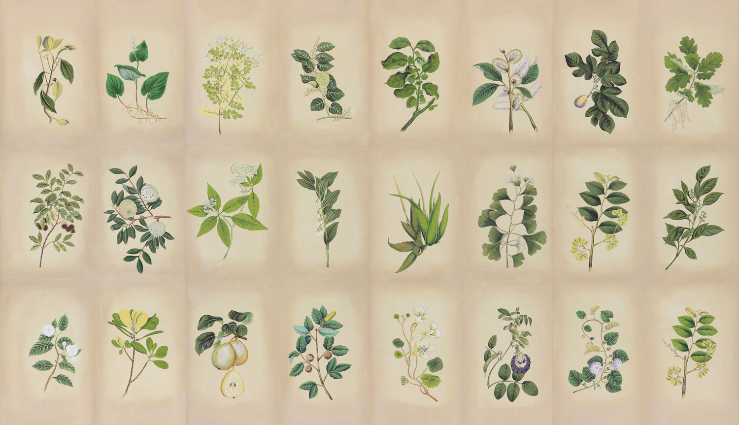 Обои ручная роспись Botanical Studies Linnaeus colourway Обои ручная роспись Botanical Studies Linnaeus colourway - постер Loft-Concept в Перми