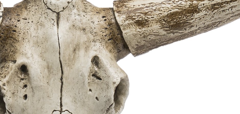 Череп быка Bull Skull Череп быка Bull Skull - Loft-Concept в Перми