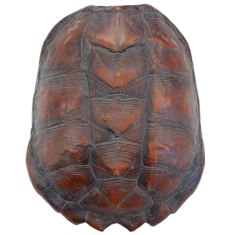 Аксессуар Turtle Shell Big Natural Коричневый в Перми | Loft Concept 