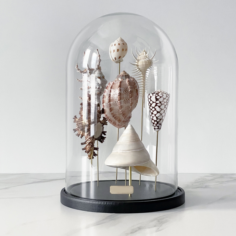 Статуэтка Shell Collection Glass Cloche 2  в Перми | Loft Concept 