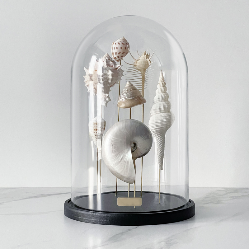 Статуэтка Shell Collection Glass Cloche 1  в Перми | Loft Concept 