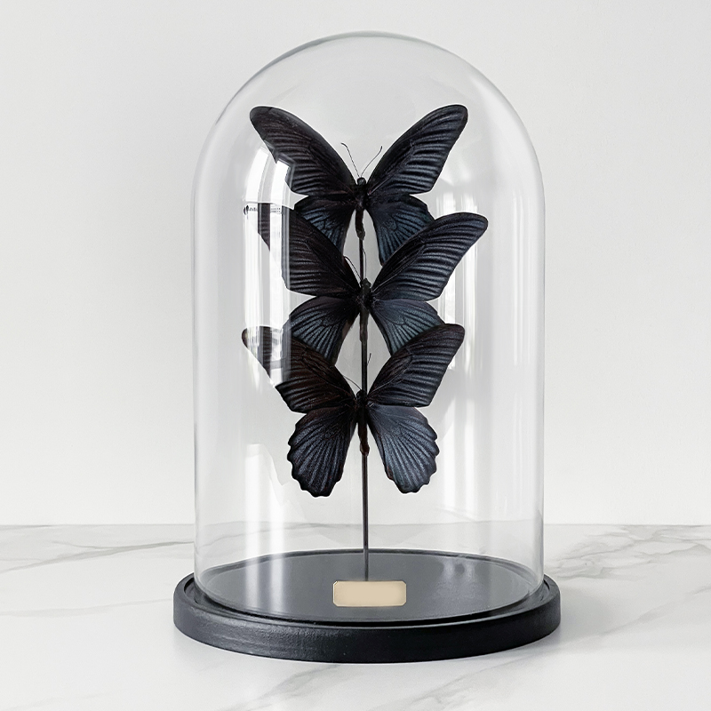 Статуэтка 3 Butterflies Papilio Memnon Glass Cloche  в Перми | Loft Concept 