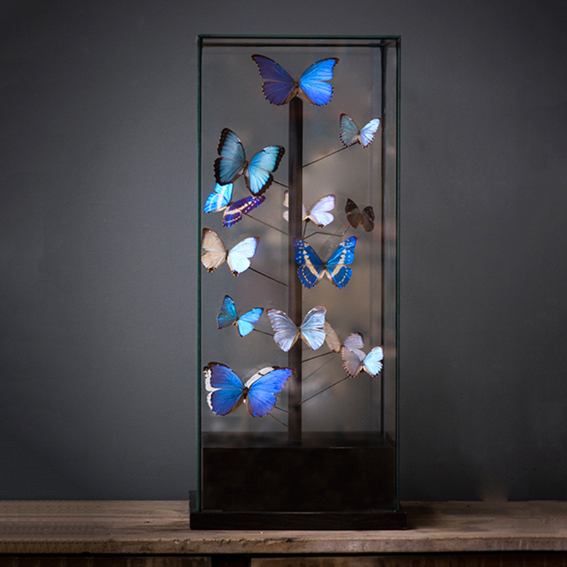 Статуэтка 14 Blue Butterflies Morphos Glass Box  в Перми | Loft Concept 