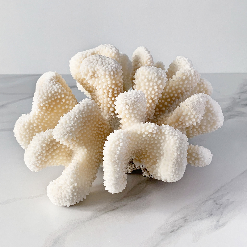 Статуэтка White Cauliflower Coral  в Перми | Loft Concept 