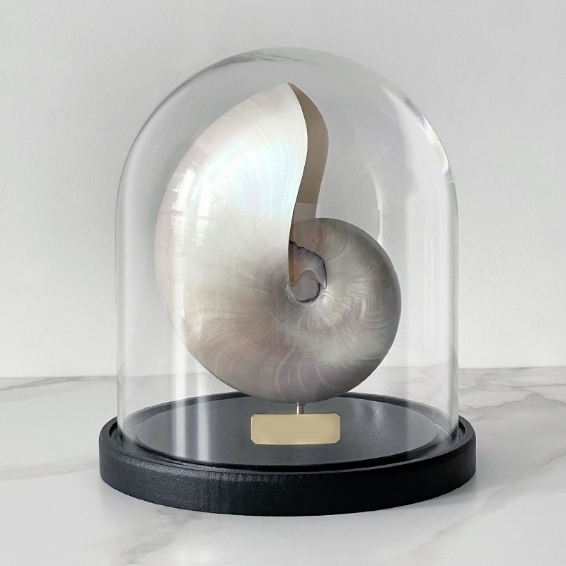 Статуэтка Nautilus Pompilius Nacre Glass Cloche  в Перми | Loft Concept 