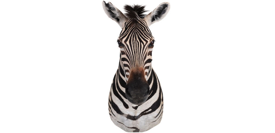 Голова зебры Burchellii Чучело таксидермия ZEBRA SHM RIGHT Голова зебры Burchellii Чучело таксидермия ZEBRA SHM RIGHT - Loft-Concept в Перми