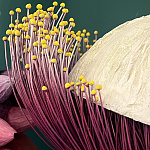 Статуэтка фантастический фрукт Exotic Tropical Fruit orange and white 67 варинант исполнения - 2 | Loft Concept в Перми