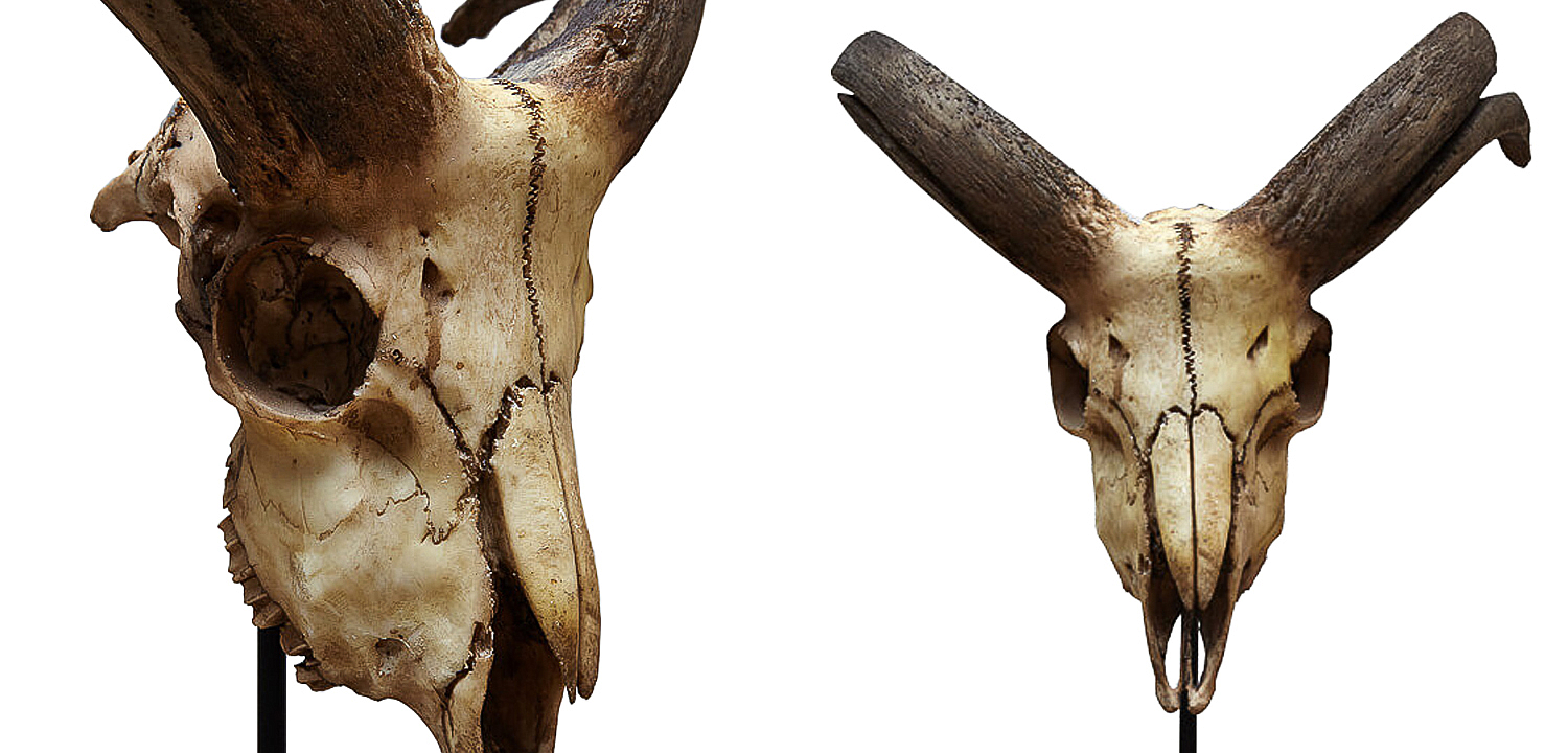 Аксессуар Goat Skull Аксессуар Goat Skull - Loft-Concept в Перми