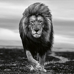 Книга Beusker. Look into my Eyes варинант исполнения - 7 | Loft Concept в Перми