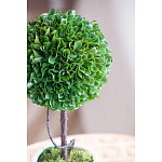 Декоративный искусственное растение Single boxwood варинант исполнения - 7 | Loft Concept в Перми