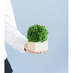 Декоративный искусственное растение Square boxwood варинант исполнения - 7 | Loft Concept в Перми