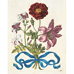 Книга цветов 22 постера Maria Sibylla Merian: 22 Pull-Out Posters варинант исполнения - 3 | Loft Concept в Перми