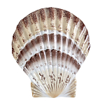 Фигурка из фарфора в виде ракушки морского гребешка Marine Tridacna варинант исполнения - 1 | Loft Concept в Перми