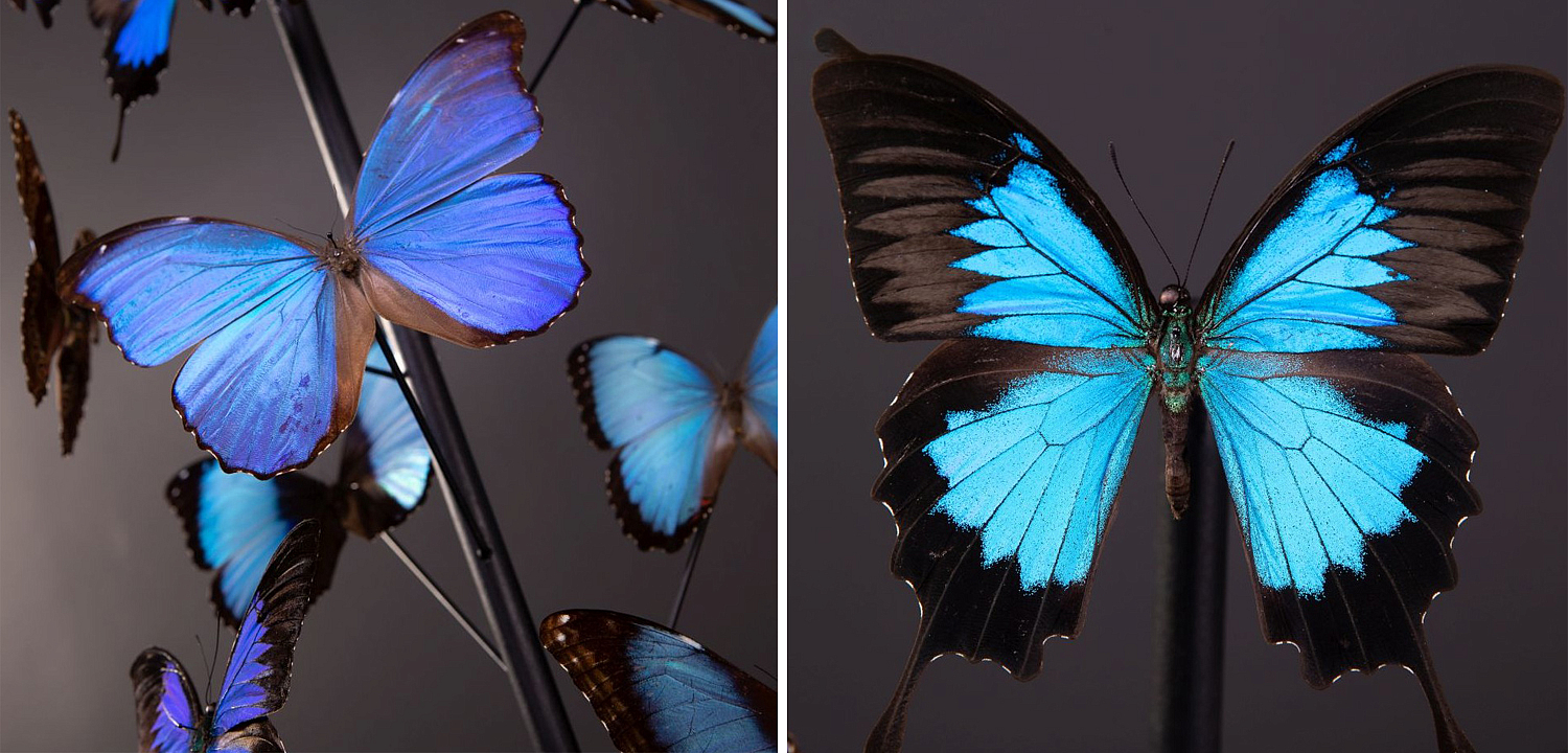 Статуэтка 14 Blue Butterflies Morphos Glass Box Статуэтка 14 Blue Butterflies Morphos Glass Box - Loft-Concept в Перми