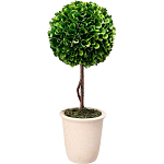 Декоративный искусственное растение Single boxwood варинант исполнения - 1 | Loft Concept в Перми