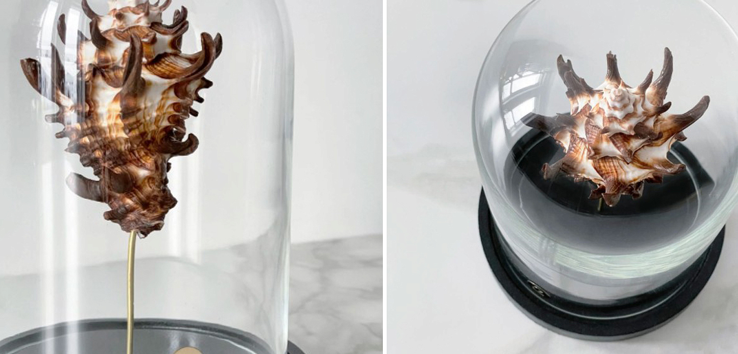 Статуэтка Vasum Tubiferum Glass Cloche Статуэтка Vasum Tubiferum Glass Cloche - Loft-Concept в Перми