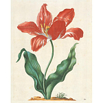 Книга цветов 22 постера Maria Sibylla Merian: 22 Pull-Out Posters варинант исполнения - 5 | Loft Concept в Перми