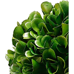 Декоративный искусственное растение Square boxwood варинант исполнения - 2 | Loft Concept в Перми