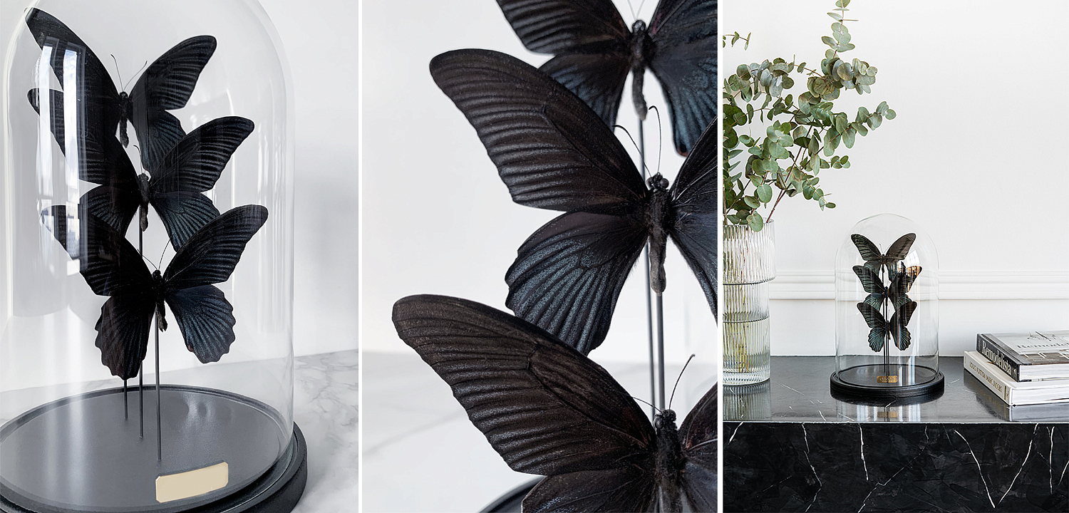 Статуэтка 3 Butterflies Papilio Memnon Glass Cloche Статуэтка 3 Butterflies Papilio Memnon Glass Cloche - Loft-Concept в Перми