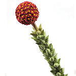 Статуэтка тропический фрукт  Tropical Fruit High Orange варинант исполнения - 2 | Loft Concept в Перми