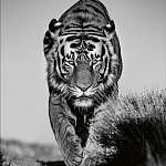 Книга Beusker. Look into my Eyes варинант исполнения - 6 | Loft Concept в Перми