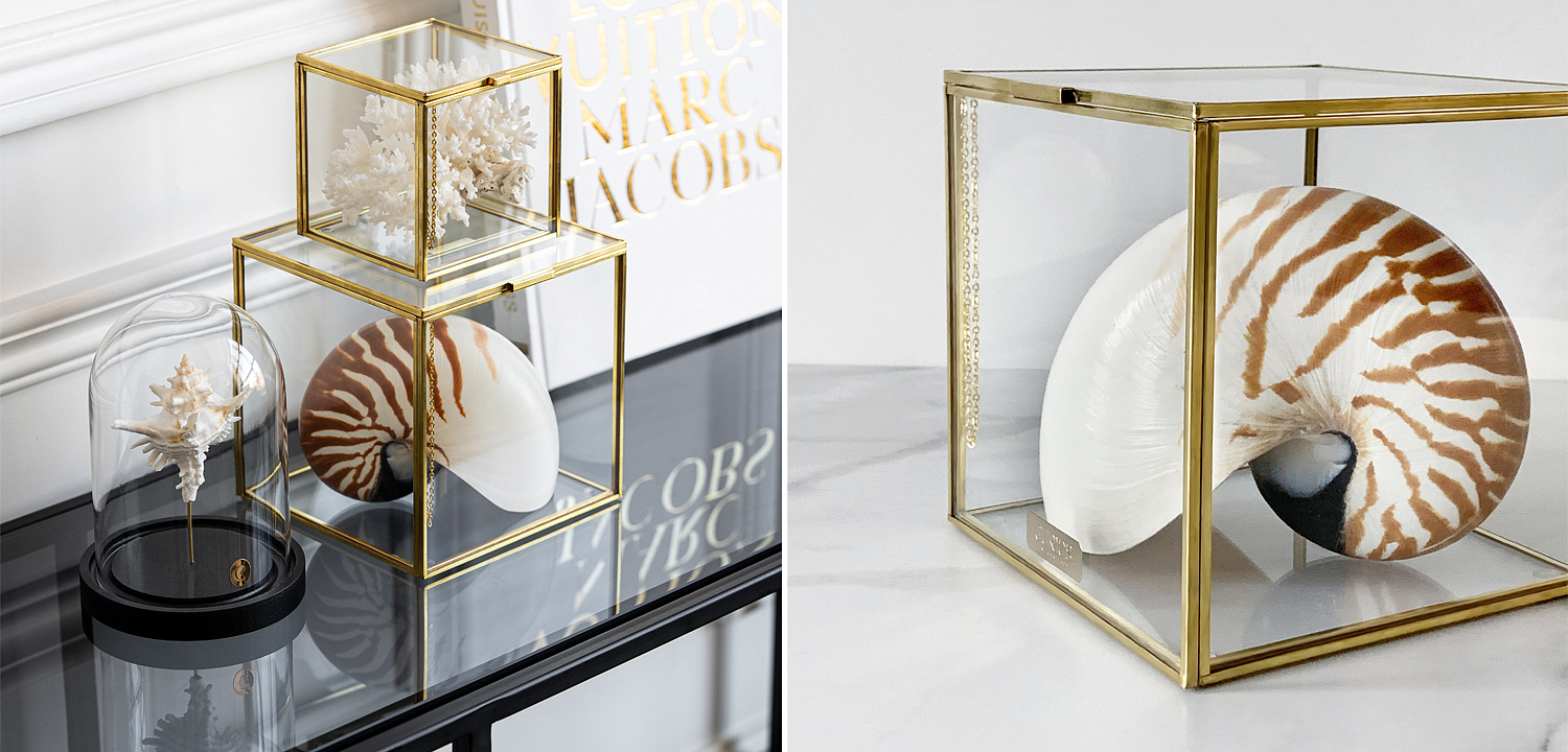 Статуэтка Nautilus Pompilius Glass Box M Статуэтка Nautilus Pompilius Glass Box M - Loft-Concept в Перми