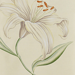 Обои ручная роспись Lilium Special Colourway on Ivory dyed silk варинант исполнения - 2 | Loft Concept в Перми