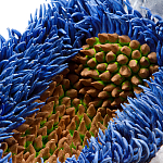 Дизайнерская статуэтка для интерьера Tropical Fruit Pandora 12 варинант исполнения - 3 | Loft Concept в Перми