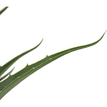 Декоративный искусственное растение Medium Aloe варинант исполнения - 2 | Loft Concept в Перми