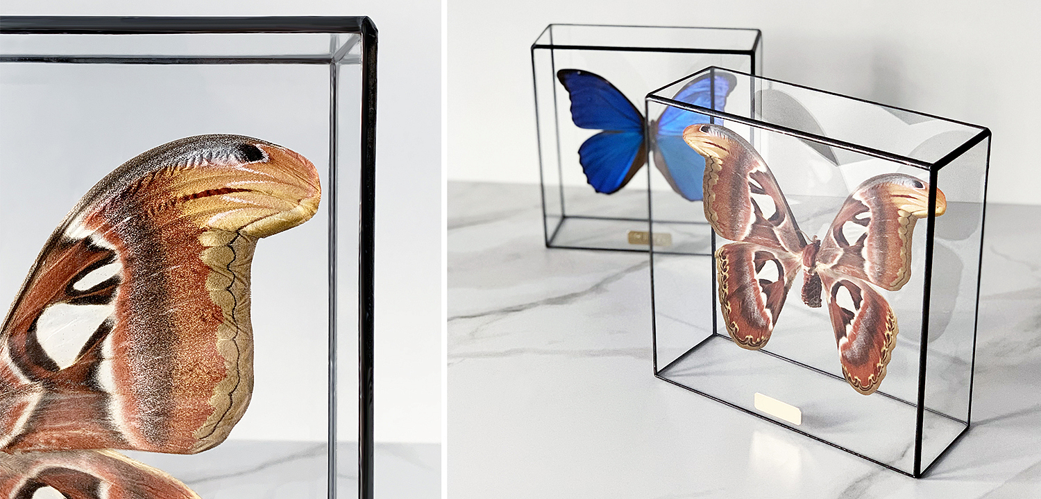 Статуэтка Butterfly Atlas Glass Box Статуэтка Butterfly Atlas Glass Box - Loft-Concept в Перми