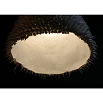 Светильник Acus варинант исполнения - 3 | Loft Concept в Перми