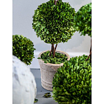 Декоративный искусственное растение Single boxwood варинант исполнения - 3 | Loft Concept в Перми