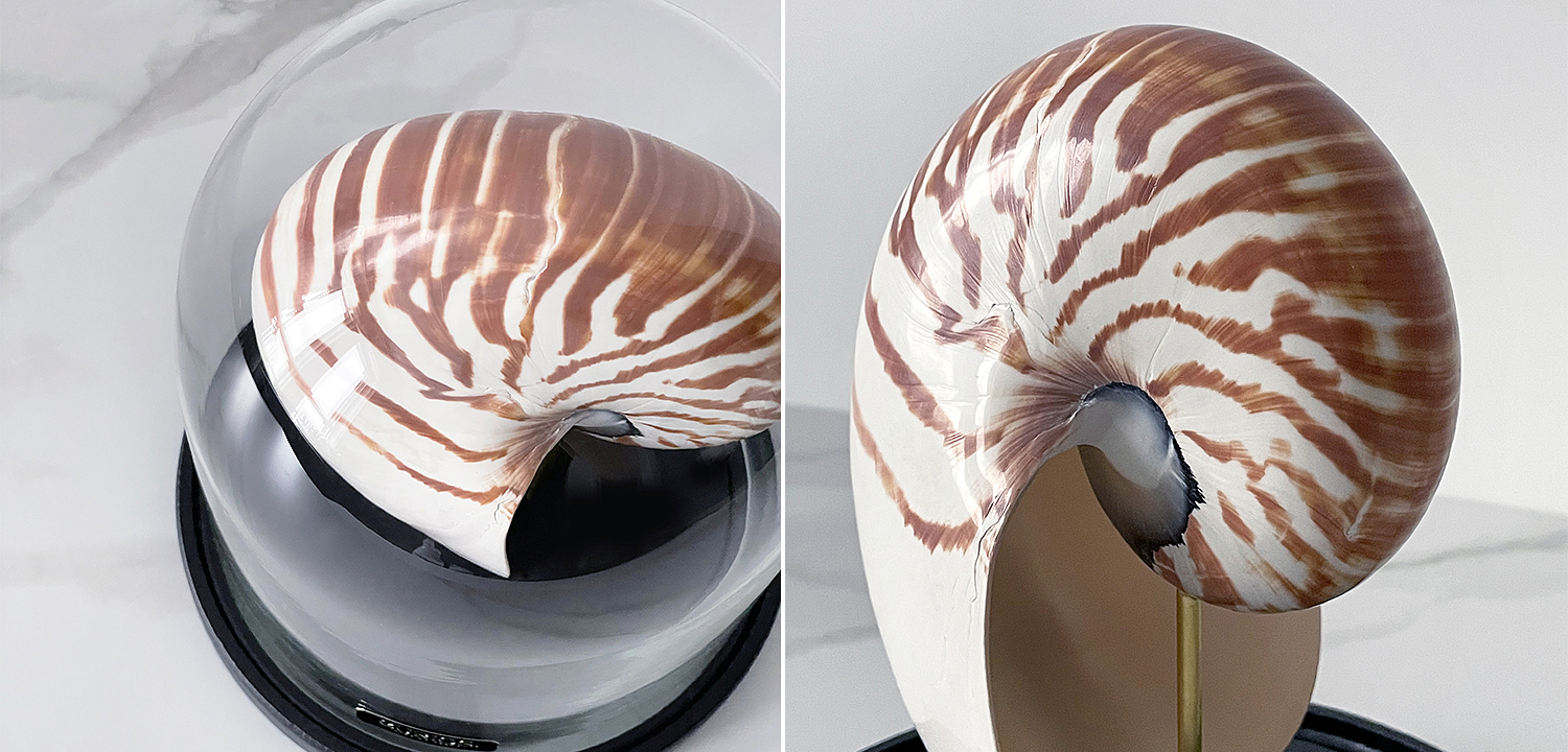 Статуэтка Nautilus Pompilius Glass Cloche Статуэтка Nautilus Pompilius Glass Cloche - Loft-Concept в Перми