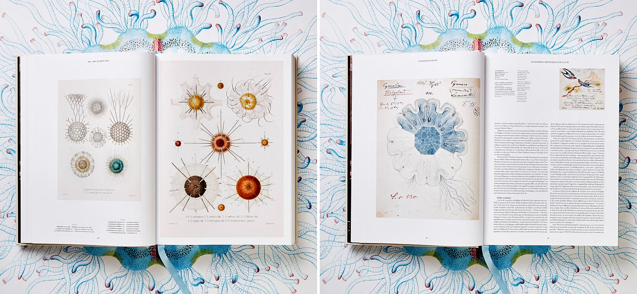 The Art and Science of Ernst Haeckel XXL The Art and Science of Ernst Haeckel XXL - Loft-Concept в Перми