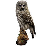 Чучело Совы таксидермия варинант исполнения - 1 | Loft Concept в Перми