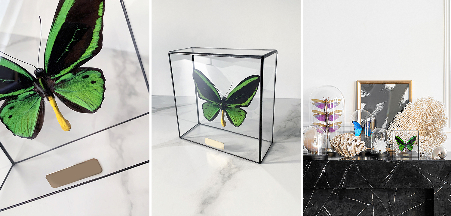 Статуэтка Butterfly Priamus Poseidon Glass Box Статуэтка Butterfly Priamus Poseidon Glass Box - Loft-Concept в Перми