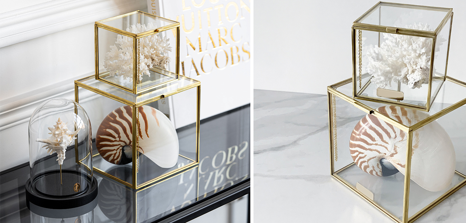 Комплект статуэток Natural Coral & Nautilus Pompilius Glass Box Комплект статуэток Natural Coral & Nautilus Pompilius Glass Box - Loft-Concept в Перми