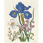 Книга цветов 22 постера Maria Sibylla Merian: 22 Pull-Out Posters варинант исполнения - 6 | Loft Concept в Перми