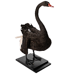 Настоящее чучело черного лебедя Black Swan варинант исполнения - 5 | Loft Concept в Перми