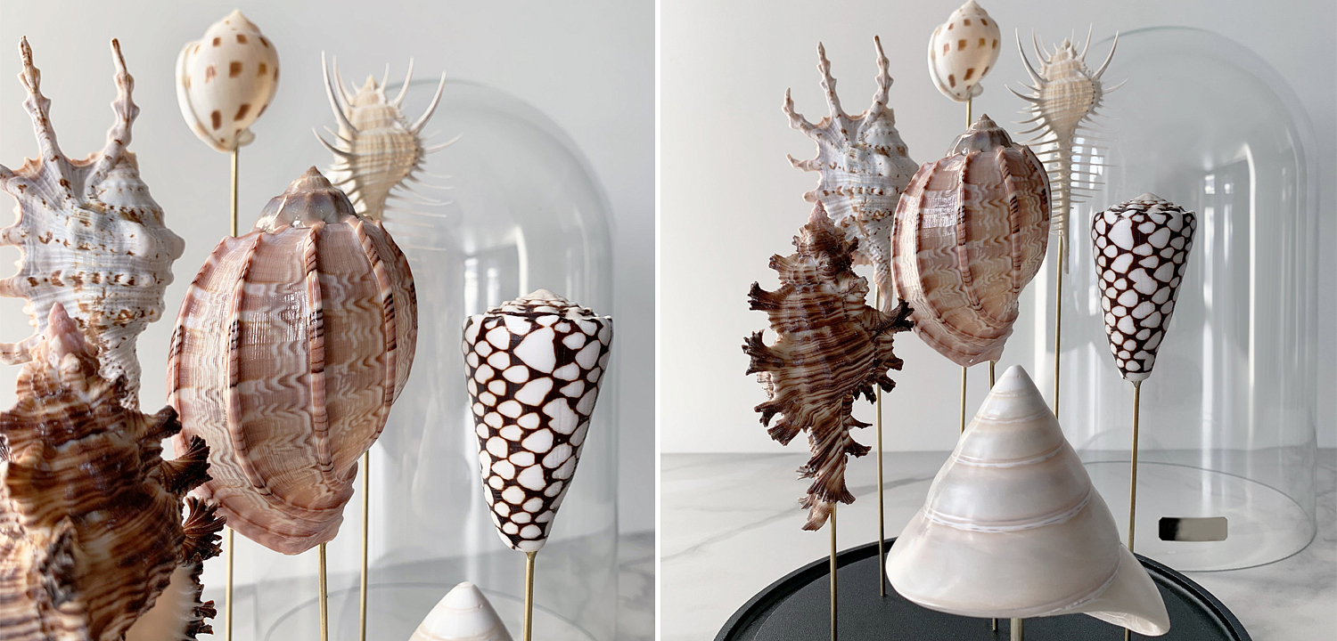 Статуэтка Shell Collection Glass Cloche 2 Статуэтка Shell Collection Glass Cloche 2 - Loft-Concept в Перми