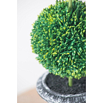 Декоративный искусственное растение Double boxwood варинант исполнения - 6 | Loft Concept в Перми