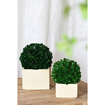 Декоративный искусственное растение Square boxwood варинант исполнения - 4 | Loft Concept в Перми