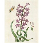 Книга цветов 22 постера Maria Sibylla Merian: 22 Pull-Out Posters варинант исполнения - 2 | Loft Concept в Перми