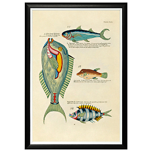 Постер в черной раме Fish Guide 8